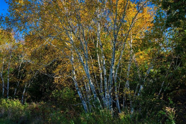 N23415 Oak Ridge DRIVE, Galesville, WI 54630