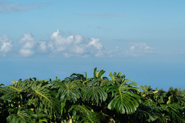 7850 Kula Hwy, Kula, HI 96790