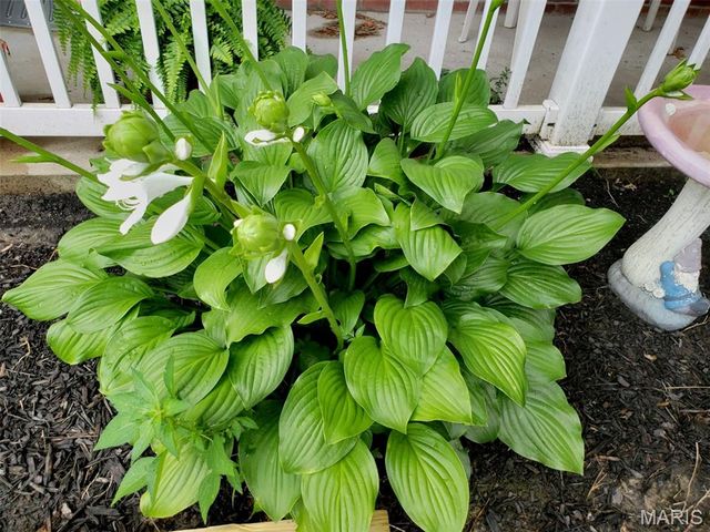 34113 Canoe Court, Brighton, IL 62012