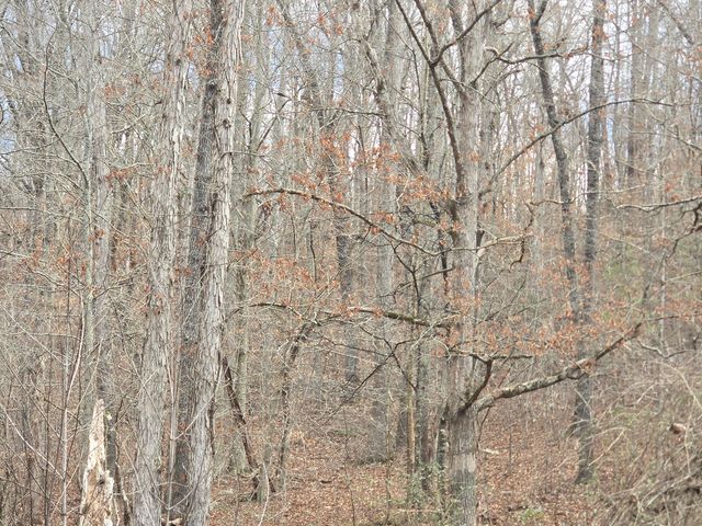 0 Cindy Lane, Ringgold, GA 30736