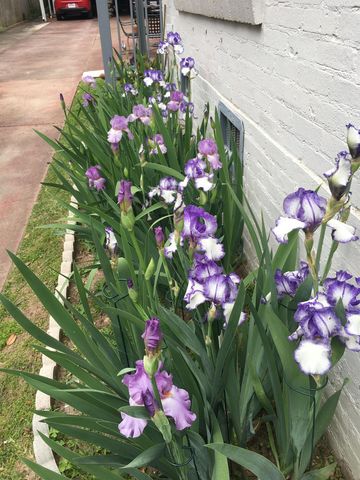 815 Charlotte Drive, Longview, TX 75601