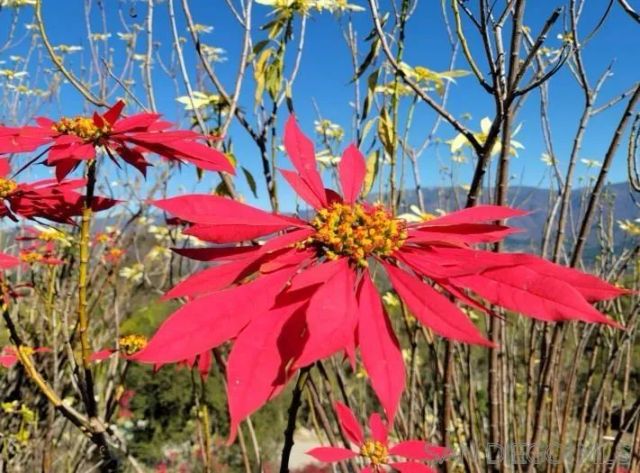 13155 McNally Road, Valley Center, CA 92082