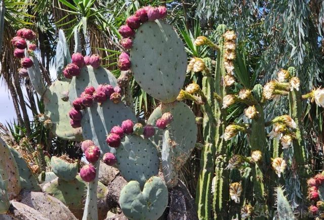 13155 McNally Road, Valley Center, CA 92082