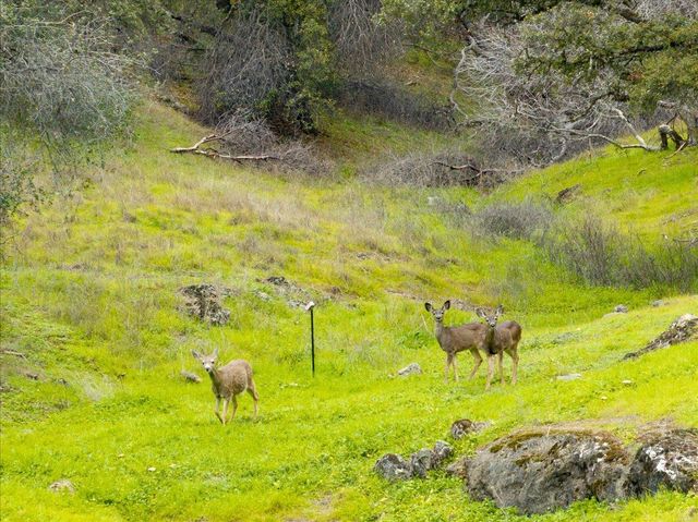 15438 Fay Rd, Alta Sierra, CA 95949