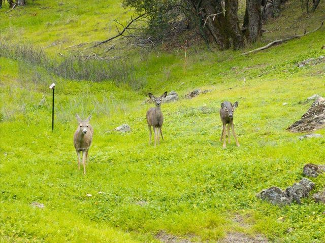 15438 Fay Rd, Alta Sierra, CA 95949