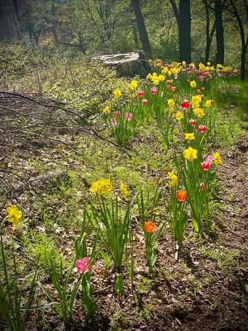 15438 Fay Rd, Alta Sierra, CA 95949