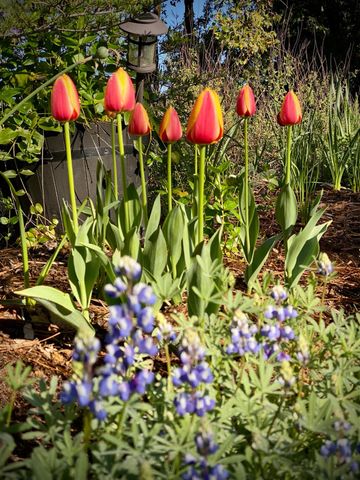 15438 Fay Rd, Alta Sierra, CA 95949