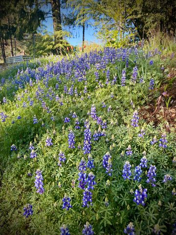 15438 Fay Rd, Alta Sierra, CA 95949