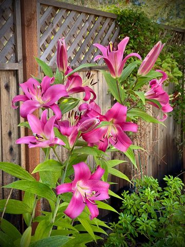 15438 Fay Rd, Alta Sierra, CA 95949