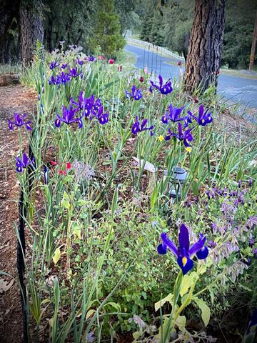 15438 Fay Rd, Alta Sierra, CA 95949