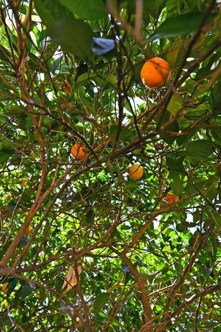 100 Hinkle Ct, Folsom, CA 95630