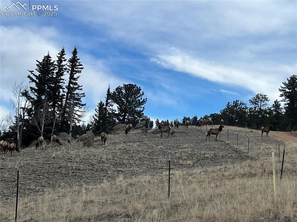 Unknown NA, Florissant, CO 80816 — photo 5