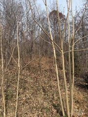 00 Yancey Road, Marion, NC 28752