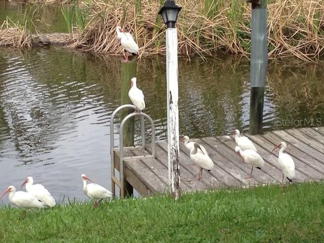 3300 MINEOLA DRIVE, Sarasota, FL 34239