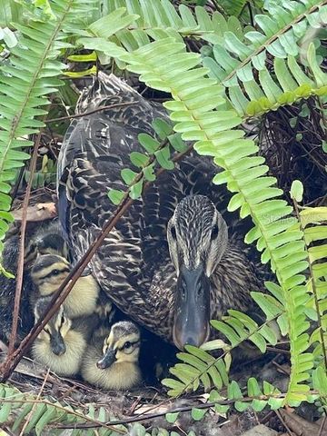 3300 MINEOLA DRIVE, Sarasota, FL 34239