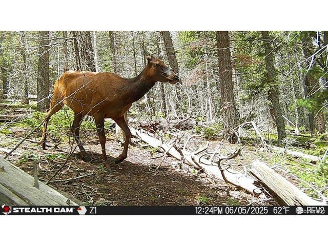 3427 Grojean Dr, Fort Garland, CO 81133