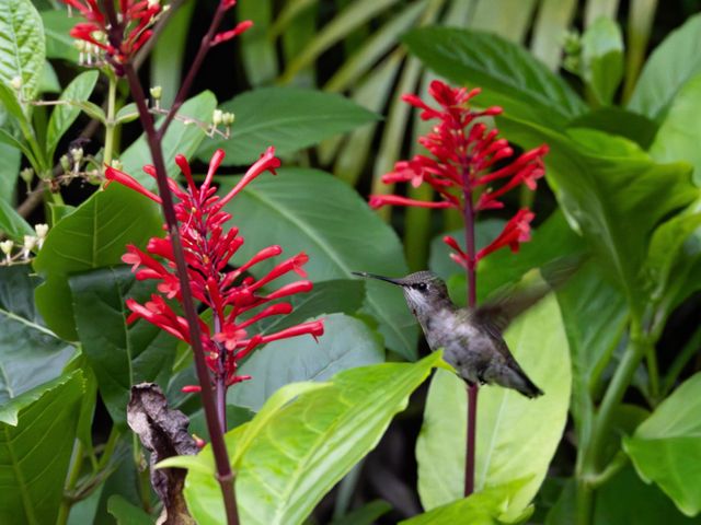 534 NW Kingston Street, Port St. Lucie, Port St Lucie, FL 34983