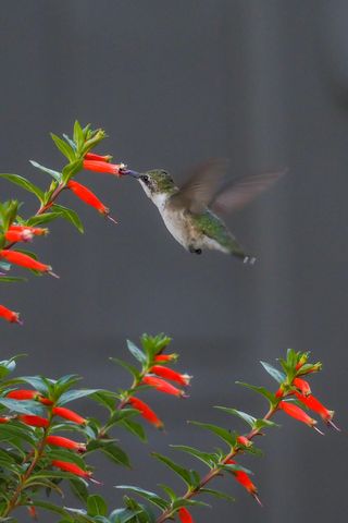 534 NW Kingston Street, Port St. Lucie, Port St Lucie, FL 34983