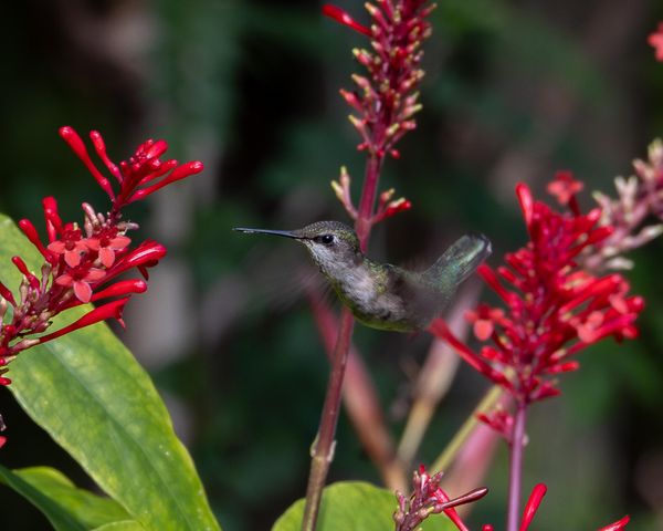 534 NW Kingston Street, Port St. Lucie, Port St Lucie, FL 34983