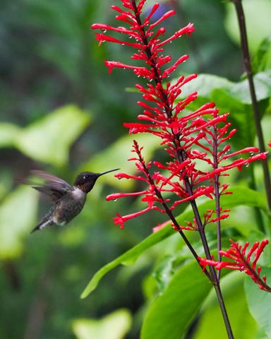 534 NW Kingston Street, Port St. Lucie, Port St Lucie, FL 34983