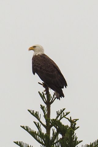 534 NW Kingston Street, Port St. Lucie, Port St Lucie, FL 34983