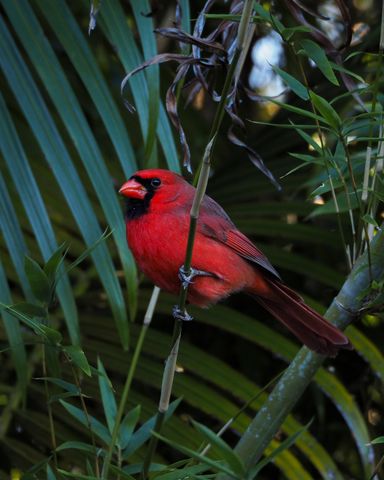 534 NW Kingston Street, Port St. Lucie, Port St Lucie, FL 34983