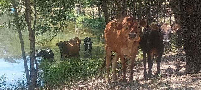 15713 County Road 4015, Mabank, TX 75147