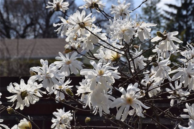 735 Tanglewood Drive, Springfield, OH 45504