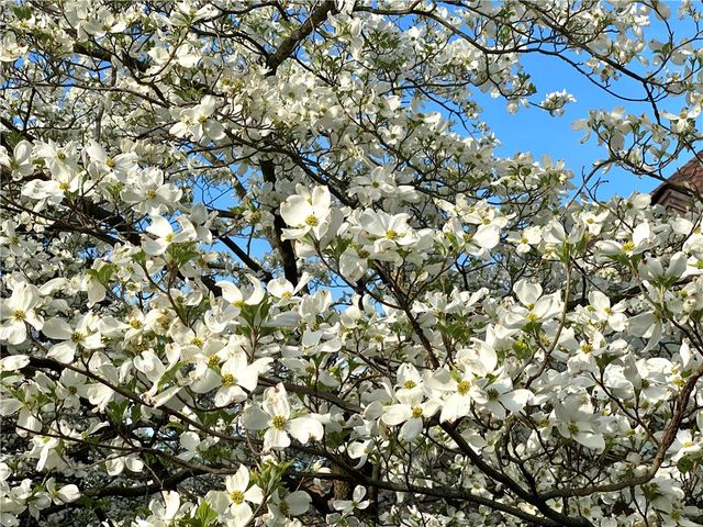 735 Tanglewood Drive, Springfield, OH 45504