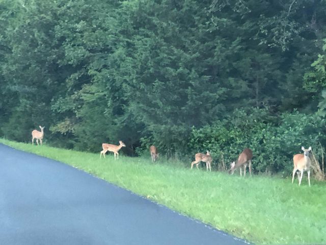 Lot 26 Ranch Road, Saddlebrooke, MO 65630