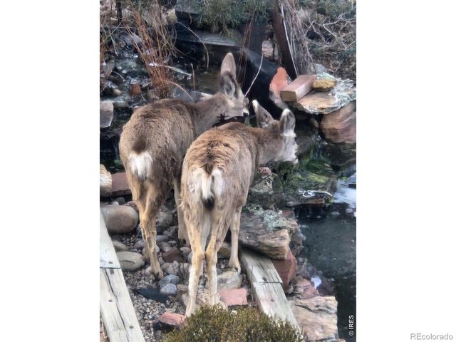 2909 Pronghorn Court, Loveland, CO 80537