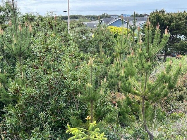 30507 K Place, Ocean Park, WA 98640