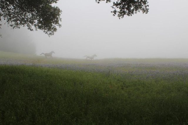 420 Bonnie Brae Road & 3980 Bonny Doon Road, Santa Cruz, CA 95060