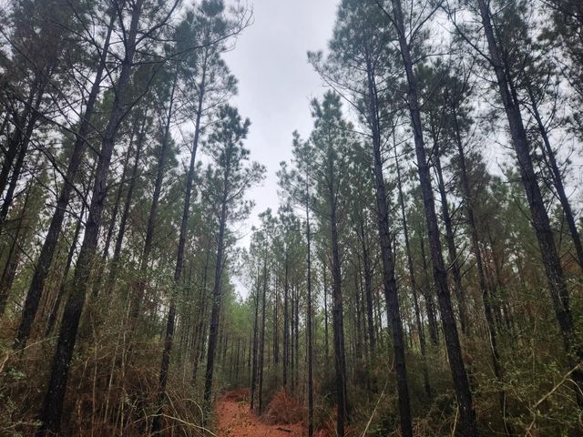 10633 Ruger Road, Willis, TX 77378