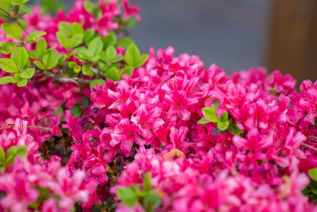 3346 Tanglewood Drive, Augusta, GA 30909