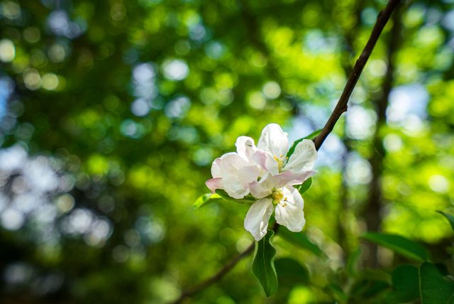 3346 Tanglewood Drive, Augusta, GA 30909