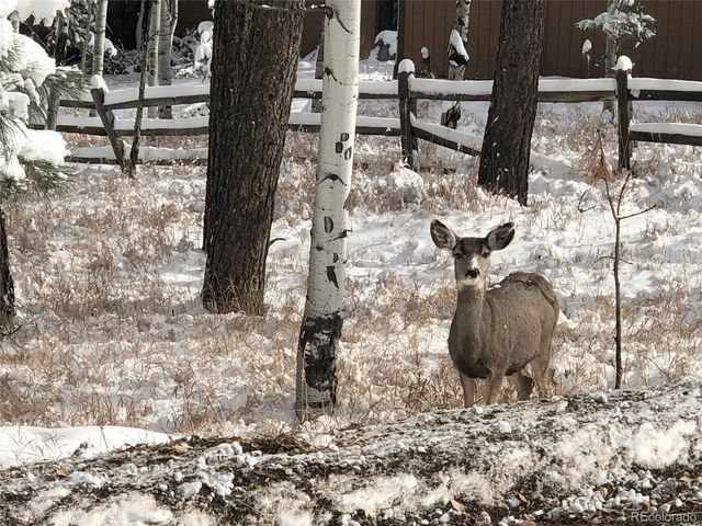 4805 County Road 72, Bailey, CO 80421