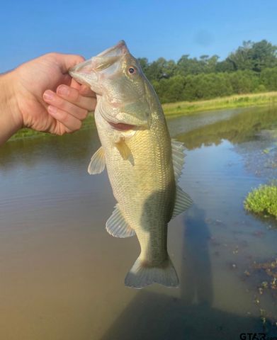 126 County Road 4212, Jacksonville, TX 75766