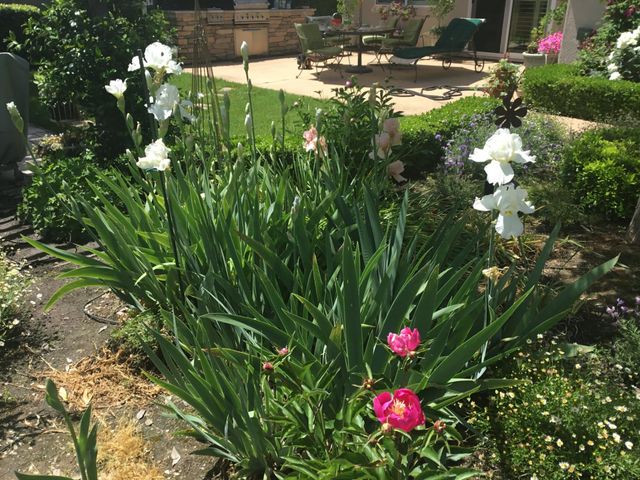 431 Eagle Drive, Ione, CA 95640