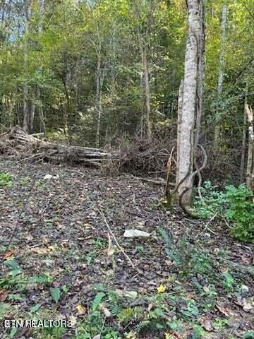 439 Caney Creek Rd, Pigeon Forge, TN 37863