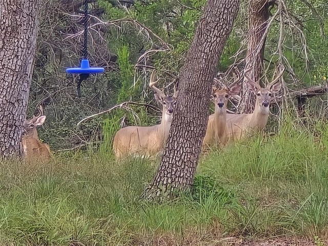 330 Live Oak Hills CT, San Marcos, TX 78666