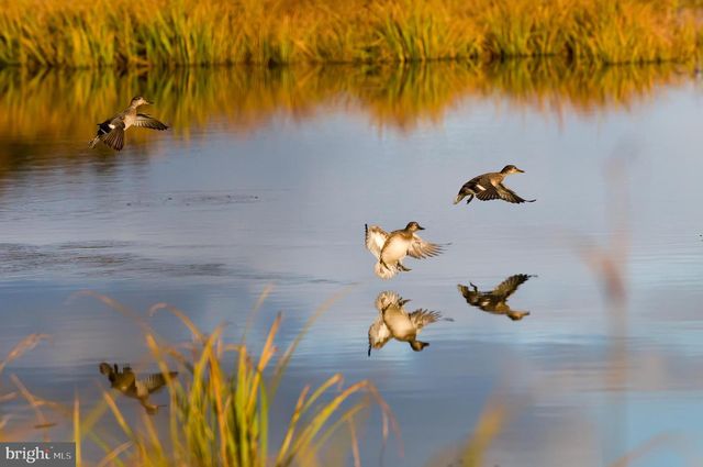 29031 HOWELL POINT RD, Trappe, MD 21673