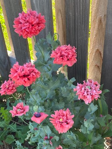 4407 Klatt Street, Plano, IL 60545