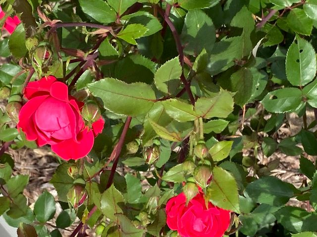 4407 Klatt Street, Plano, IL 60545