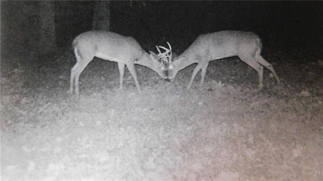 1059 SW 1301 Road, Holden, MO 64040