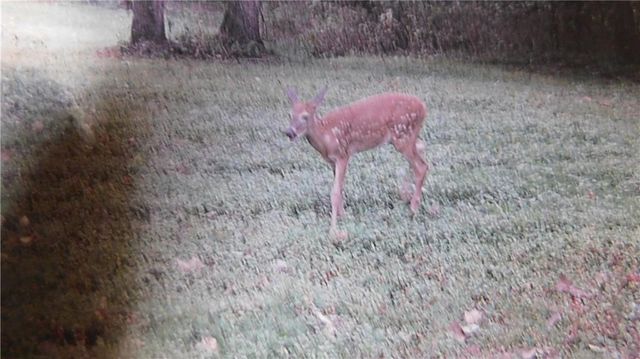 1059 SW 1301 Road, Holden, MO 64040