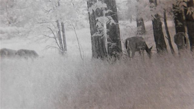 1059 SW 1301 Road, Holden, MO 64040