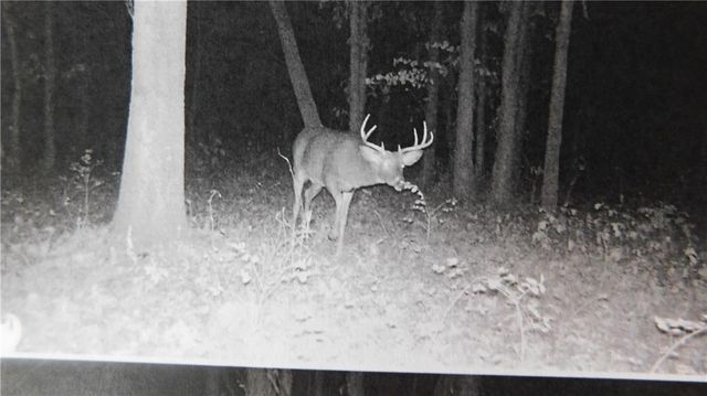 1059 SW 1301 Road, Holden, MO 64040