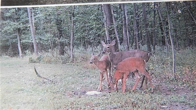 1059 SW 1301 Road, Holden, MO 64040