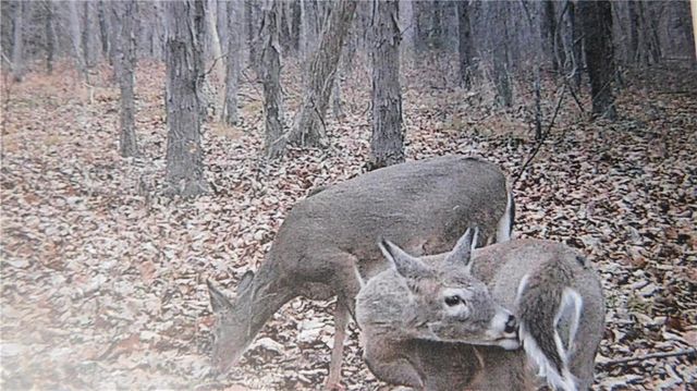 1059 SW 1301 Road, Holden, MO 64040